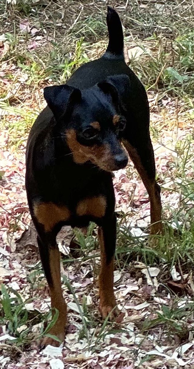 Lexy - Miniature Pinscher Dam (Mother) at MinPinKingdom