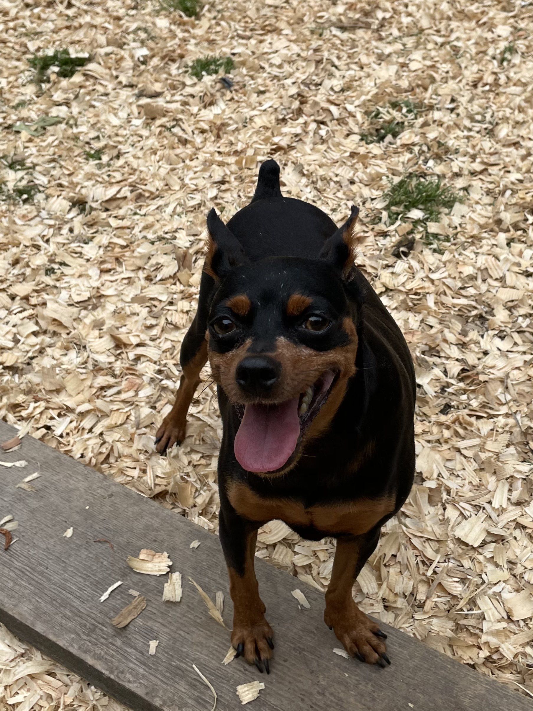 Mauchacha's Gold - Miniature Pinscher Grandparent Dam at MinPinKingdom
